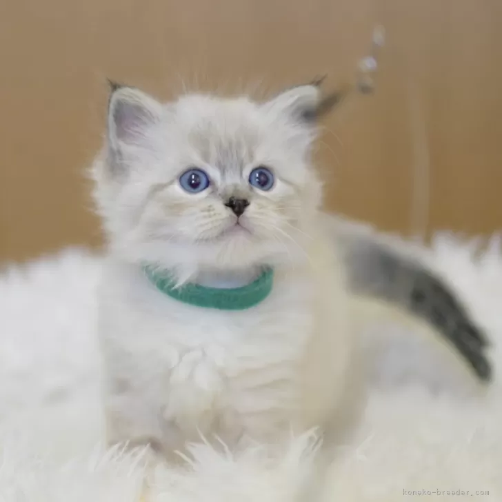 ID:2404-02408の子猫