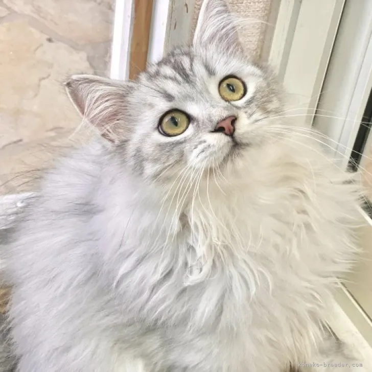 ID：2307-03328の子猫