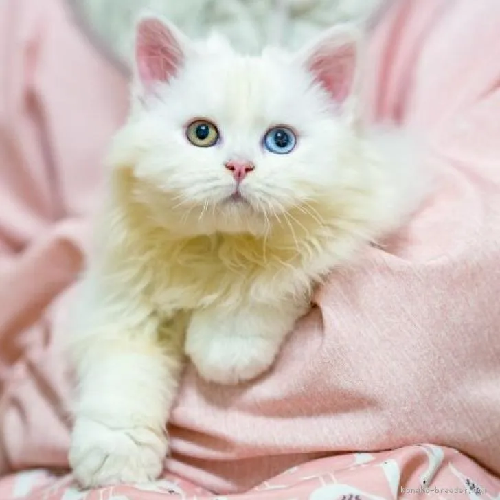 ID：2302-00118の子猫