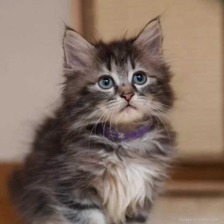 ID:2407-02967の子猫