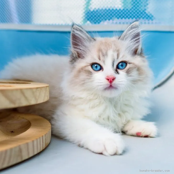 ID:2305-02723の子猫