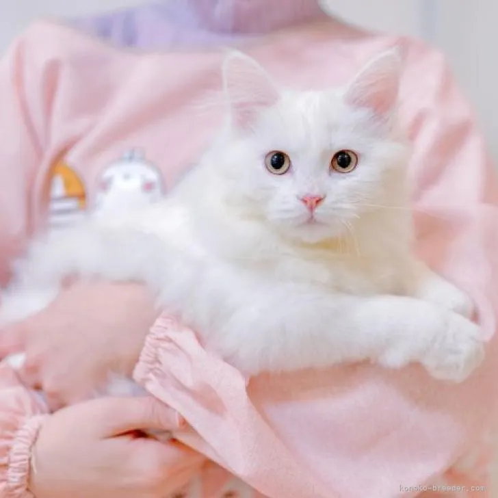 ID：2302-01801の子猫