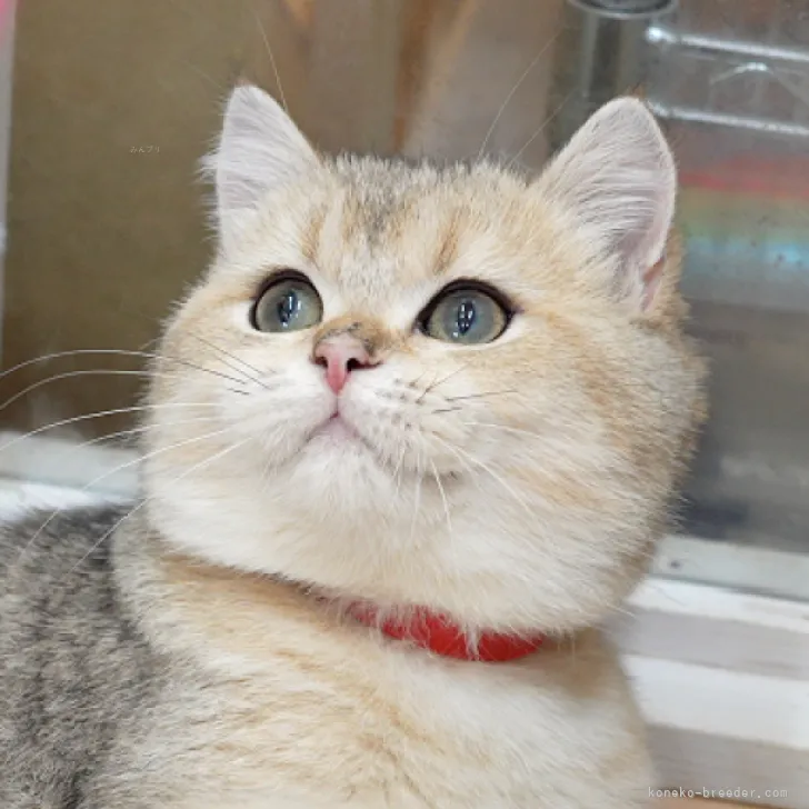 ID：2311-02123の子猫