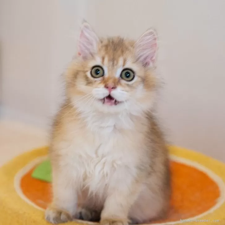 ID：2405-02977の子猫