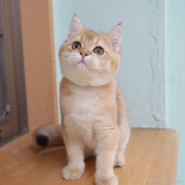ID:2310-00757の子猫