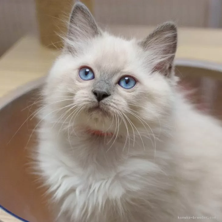 ID:2406-03360の子猫