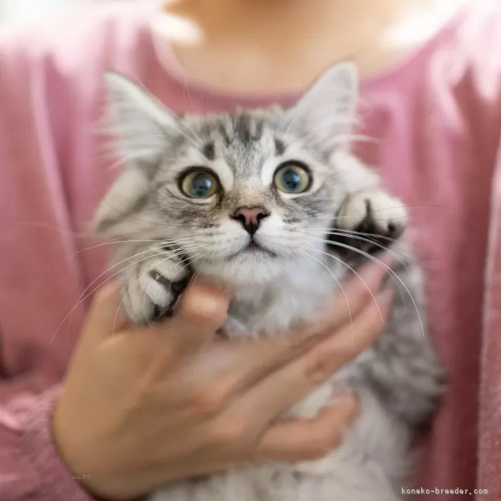 ID:2401-02262の子猫