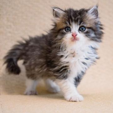 サイベリアン【大阪府・男の子・2022年11月5日・ブラウンタビー&ホウイト】の写真「愛嬌のある可愛い子です💕」