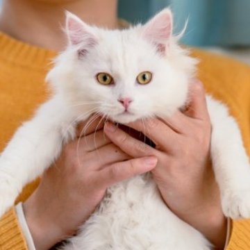 サイベリアン【大阪府・男の子・2022年11月10日・ホワイト（ふわふわ）】の写真「価格見直しました」
