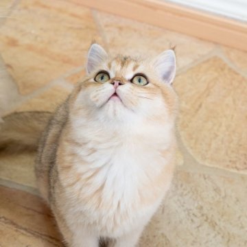ブリティッシュショートヘア【大阪府・男の子・2023年7月6日・ゴールデン】の写真「元気一杯可愛いです」