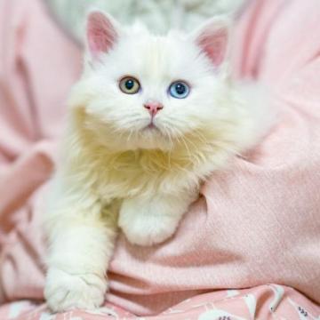 サイベリアン【大阪府・女の子・2022年11月9日・ホワイト（ふわふわ）】の写真「左右目色が違い超珍しい幸運を招くオッドアイです」
