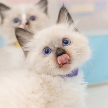 サイベリアン【大阪府・男の子・2024年5月5日・シールポイント（トリプルコート）】の写真「可愛いお顔だちで性格の良い子」