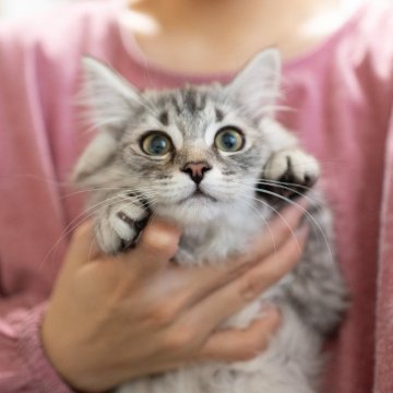 サイベリアン【大阪府・男の子・2023年11月10日・シルバーパッチドタビー（トリプルコート）】の写真「人馴れの甘えん坊！元気いっぱい！」