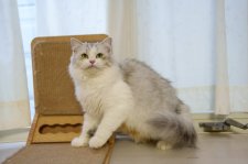 サイベリアン【・女の子・2023年4月12日・ダイリュートキャリコ】