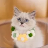 サイベリアン【大阪府・女の子・2024年3月29日・ブルーリンクス(ネヴァマスカレード)】の写真4