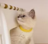 サイベリアン【大阪府・女の子・2024年3月29日・ブルーリンクス(ネヴァマスカレード)】の写真5