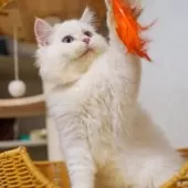 サイベリアン【大阪府・男の子・2025年5月20日・レッドリンクスポイント】の写真10