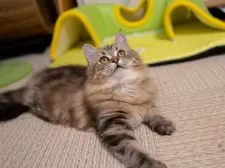 サイベリアン【大阪府・女の子・2025年6月1日・ブラウンタビー】の写真9