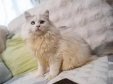 サイベリアン【大阪府・男の子・2025年6月1日・シルバー&ホワイト】の写真11