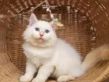 サイベリアン【大阪府・男の子・2025年5月20日・レッドリンクスポイント】の写真11