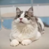 サイベリアン【大阪府・男の子・2025年5月23日・ブルー&ホワイト】の写真4