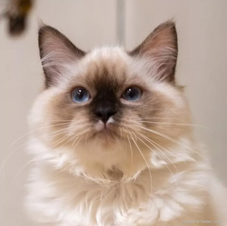 サイベリアン【大阪府・女の子・2025年6月13日・シールポイント】の写真1「もふもふ猫ちゃん」