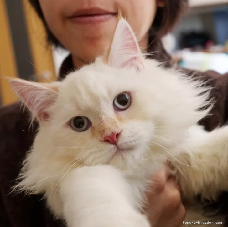 ID:2411-01442の子猫
