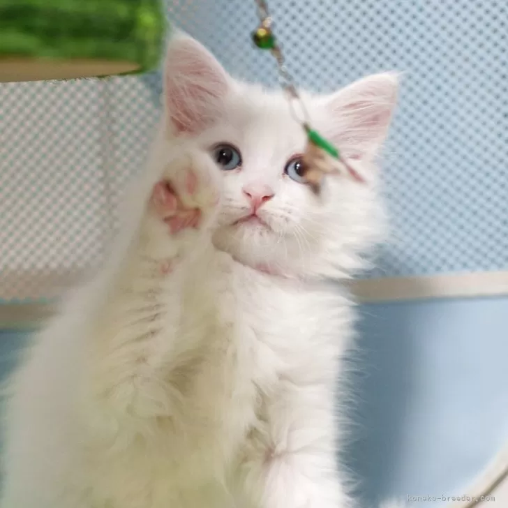 ID:2506-01643の子猫