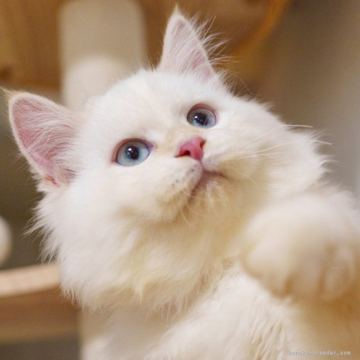 ブリーダー画像