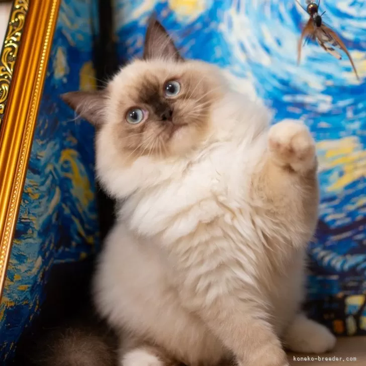 A.K 様のお迎えした子猫