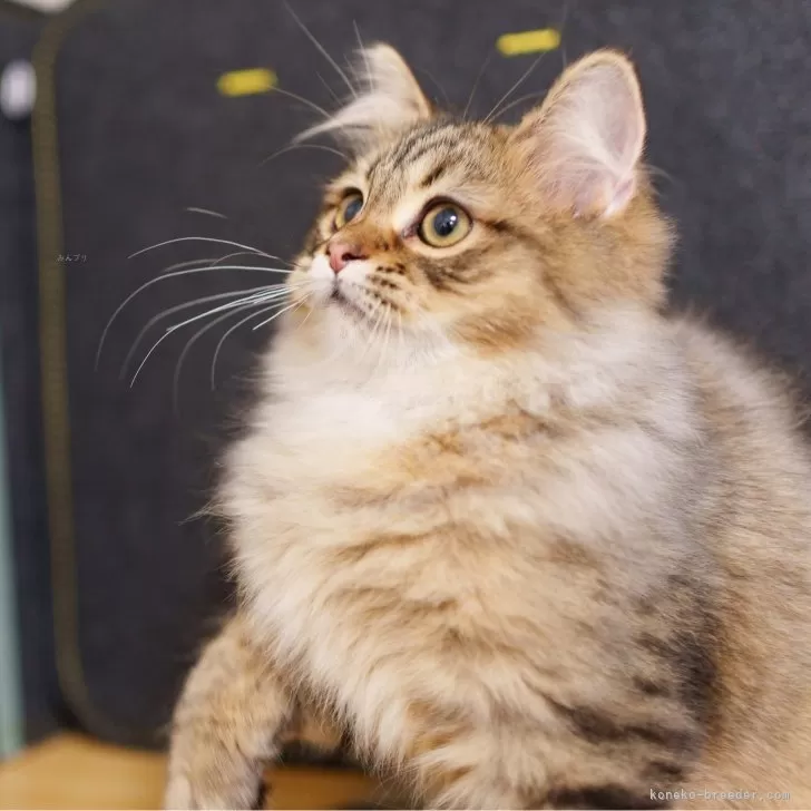 ID：2503-01394の子猫