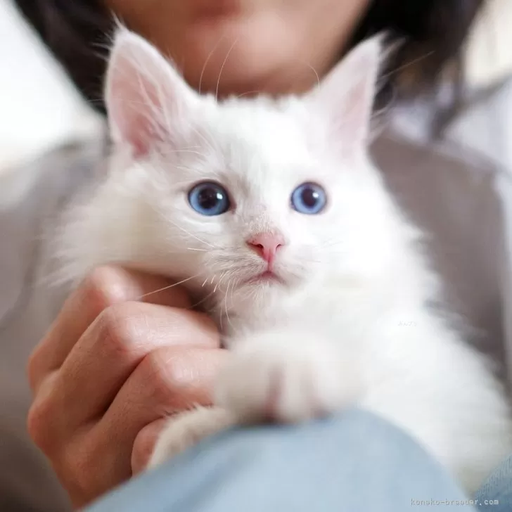 ゆう 様のお迎えした子猫