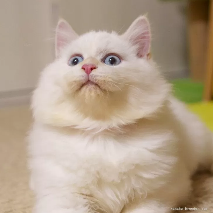 サイベリアン【大阪府・男の子・2025年5月20日・レッドリンクスポイント】の写真1「めっちゃ丸い顔」