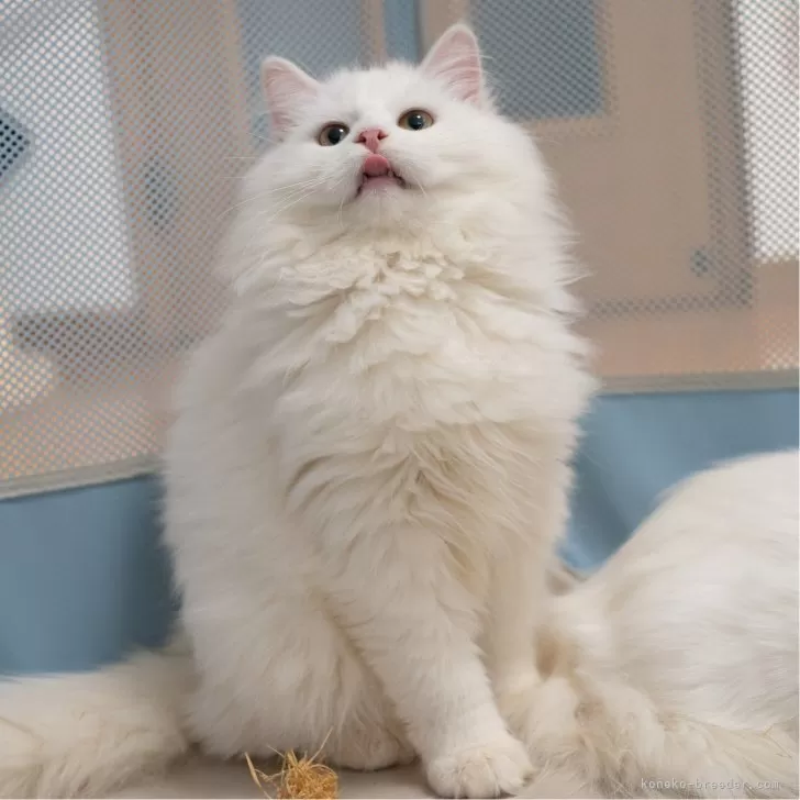 ID：2511-00142の子猫