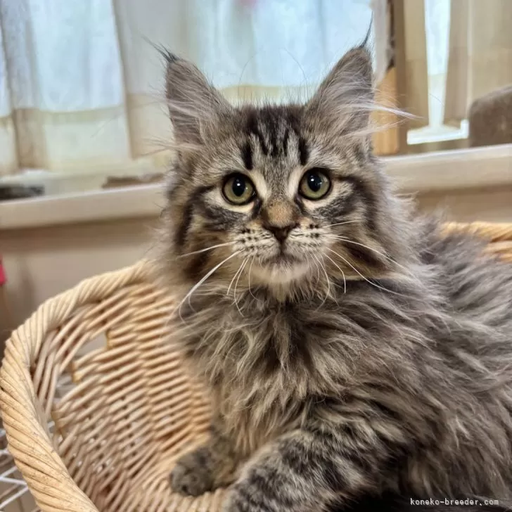 ID:2503-00096の子猫