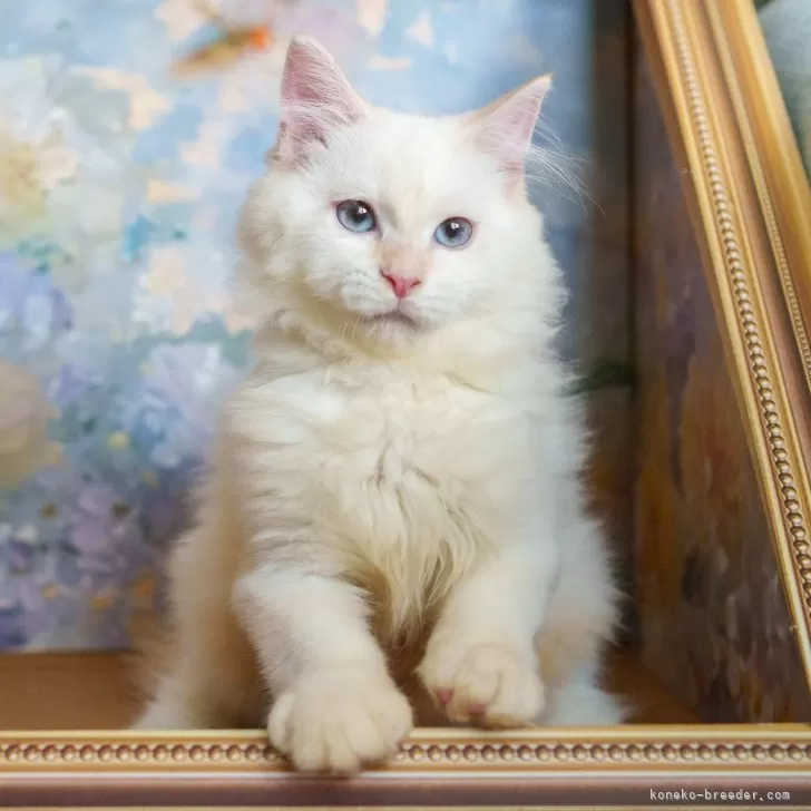 サイベリアン【大阪府・男の子・2025年5月20日・レッドリンクスポイント】の写真1