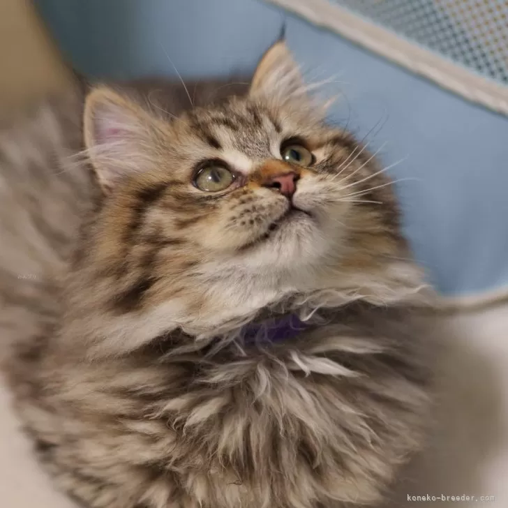 A.K 様のお迎えした子猫