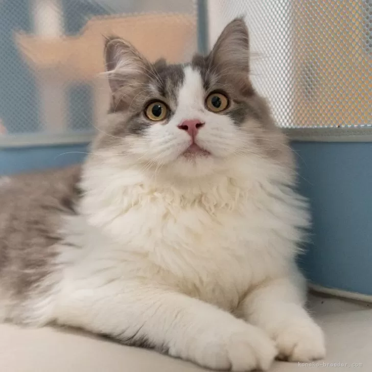 サイベリアン【大阪府・男の子・2025年5月23日・ブルー&amp;ホワイト】の写真1