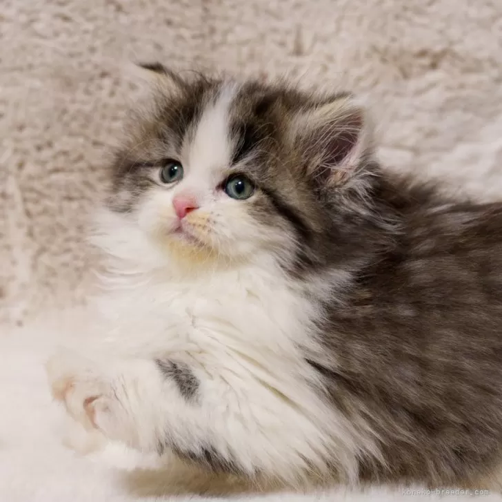 ID:2501-00882の子猫