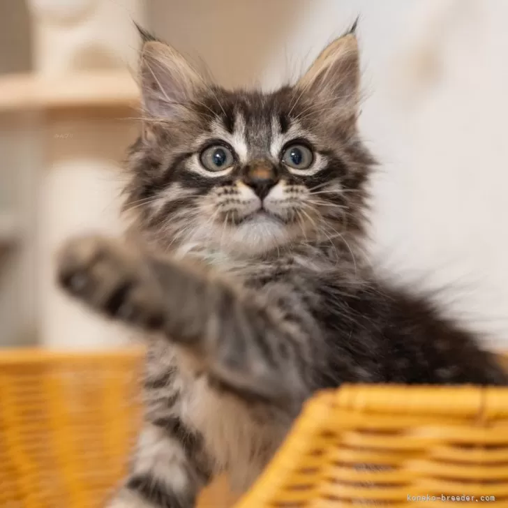 ID：2509-02647の子猫