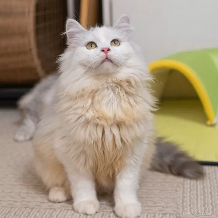 サイベリアン【大阪府・男の子・2025年6月1日・シルバー&amp;ホワイト】の写真1