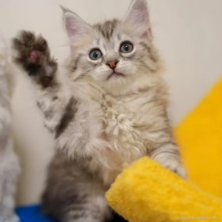 ID:2507-02631の子猫