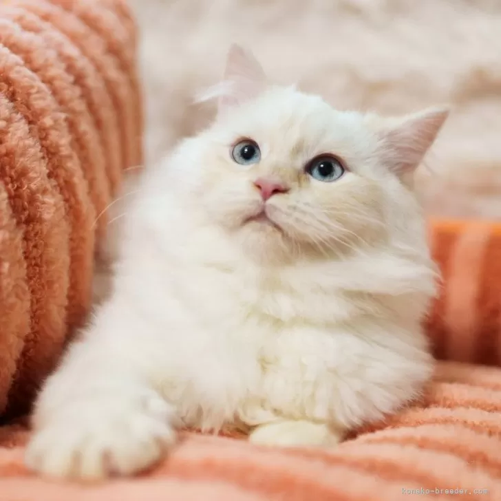 ID:2412-02485の子猫