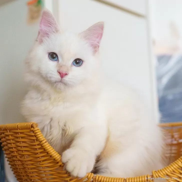 サイベリアン【大阪府・男の子・2025年5月20日・レッドリンクスポイント】の写真1