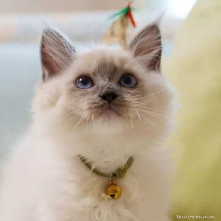 タ 様のお迎えした子猫