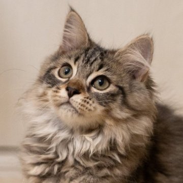 サイベリアン【大阪府・女の子・2025年7月28日・ブラウンタビー（トリプルコート）】の写真「人馴れの可愛い仔猫」