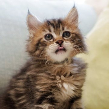 サイベリアン【大阪府・女の子・2025年6月1日・ブラウンタビー】の写真「ふわふわぬいぐるみ見たいなな猫ちゃん🥰」