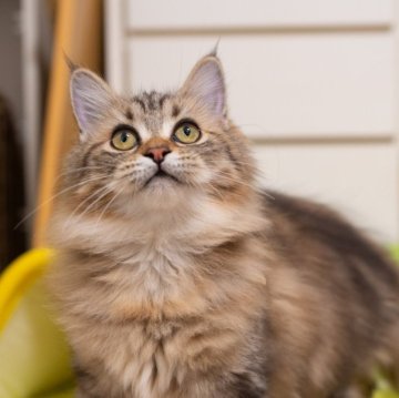 サイベリアン【大阪府・女の子・2025年6月1日・ブラウンタビー】の写真「人馴れの可愛い猫ちゃん🥰」