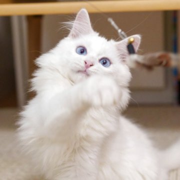 サイベリアン【大阪府・男の子・2025年4月18日・ホワイト（トリプルコート）】の写真「真っ白なブルーアイ💎かっこいいイケメン」