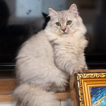 サイベリアン【大阪府・男の子・2025年6月1日・シルバータビー&ホワイト（トリプルコート）】の写真「ふんわりした毛並みが魅力的！」